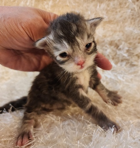 MaineCoonKittenDaihbiRauchenFYellow1.jpg