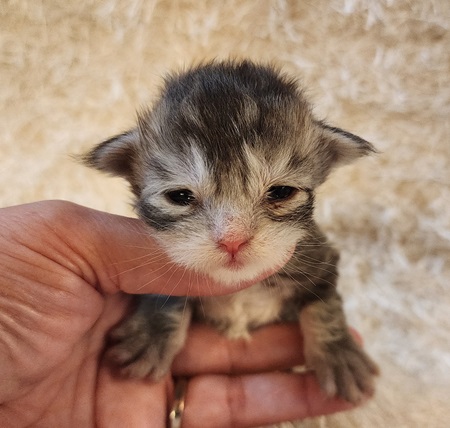 MaineCoonKittenDaihbiRauchenFYellow2.jpg