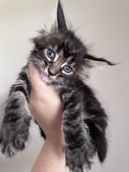 MaineCoonKittenDestinyDandy051524FPink2.jpg