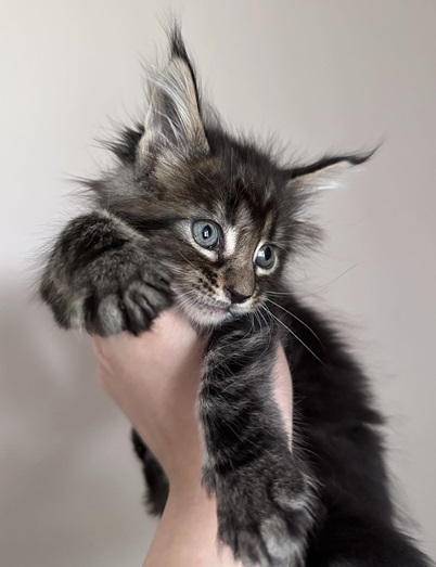 MaineCoonKittenDestinyDandy051524FPink4.jpg