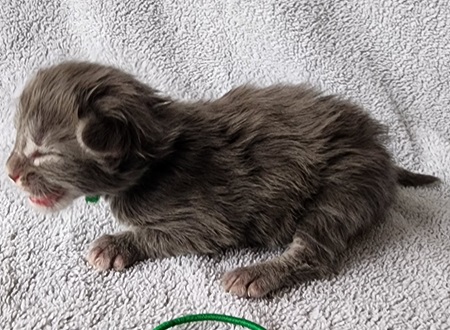 MaineCoonKittenDestinyDandyMGreen1.jpg