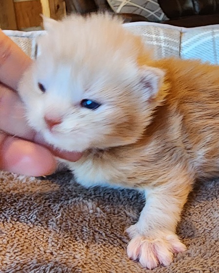 MaineCoonKittenSofiyaAkoniMBlue4.jpg