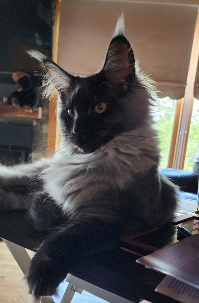 MaineCoonQueenKailan1.jpeg