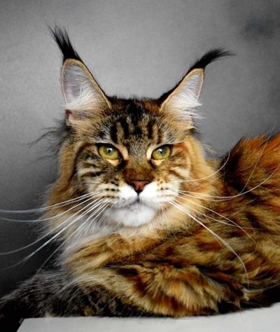 MaineCoonQueenKailanMom1.jpeg