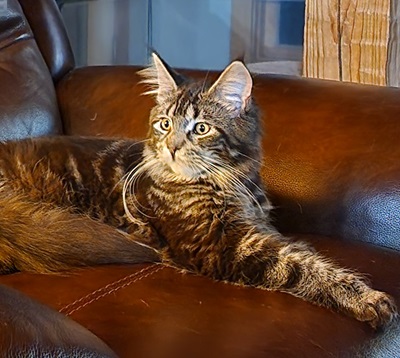 MaineCoonQueenTilleyBear3.jpg