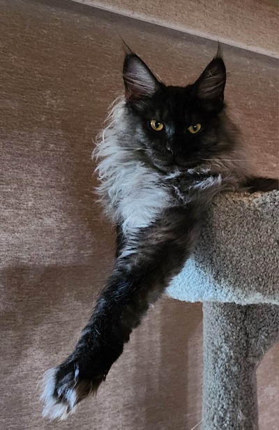 MaineCoonSireDandy10.jpg