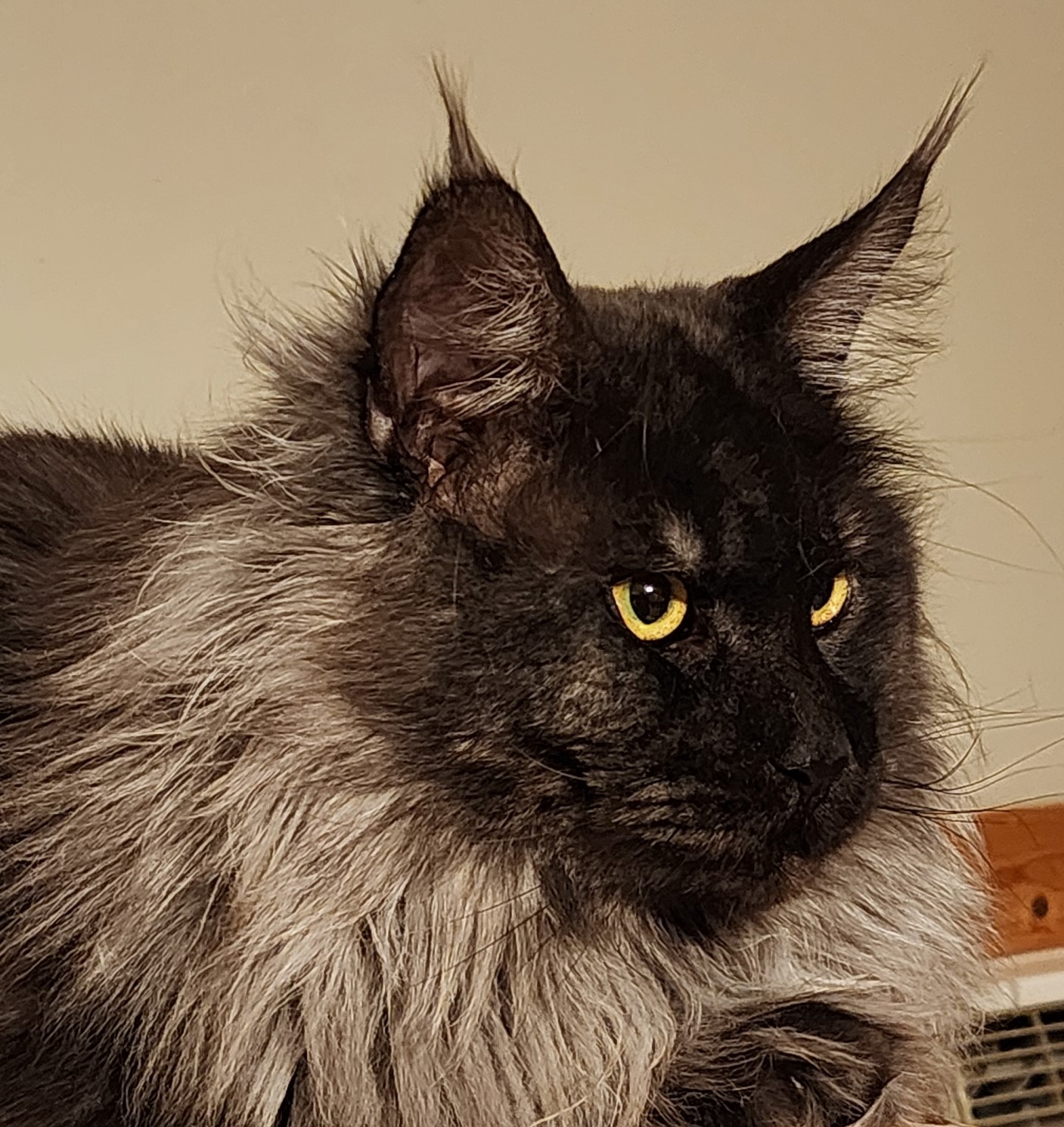 MaineCoonSireDandy6.jpg