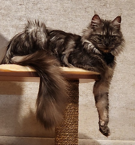 Mainecoon_Queen_Diamond_Enigma5.jpg