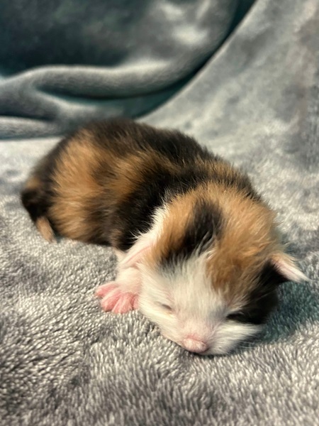 MainecoonkittenZivaRauchen072924FTorbie2.jpg