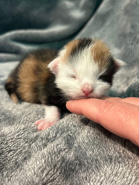 MainecoonkittenZivaRauchen072924FTorbie3.jpg