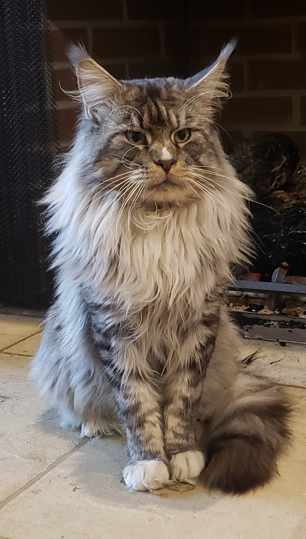 MaineCoonGiantYota15.jpg