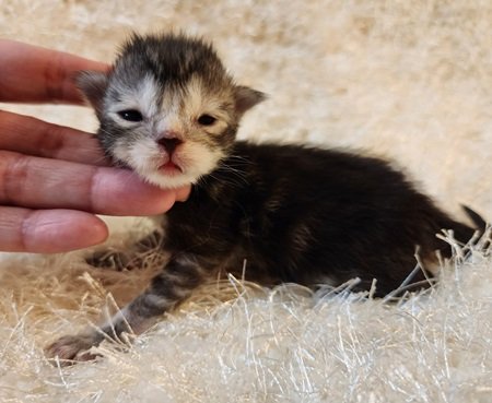 MaineCoonKittenDaihbiRauchenFAqua1.jpg