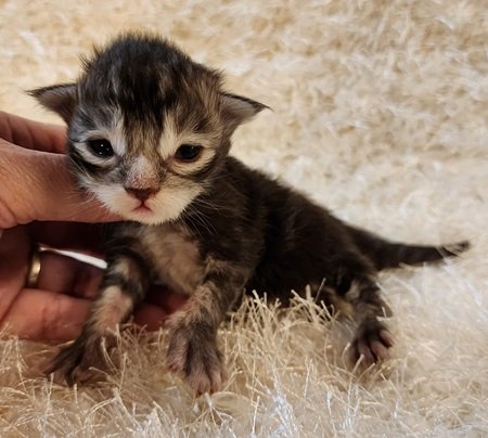 MaineCoonKittenDaihbiRauchenFOrange1.jpg