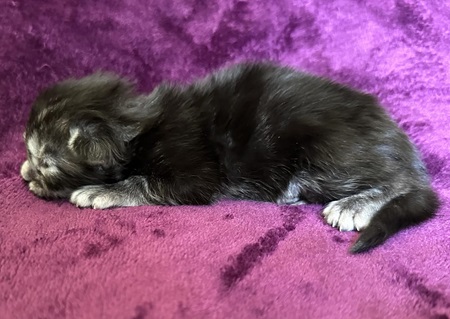 MaineCoonKittenDestinyEremeyaEmrysF3B.jpg