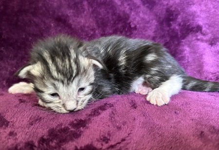 MaineCoonKittenDestinyEremeyaEmrysF4A.jpg