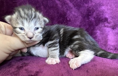 MaineCoonKittenDestinyEremeyaEmrysF4B.jpg