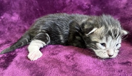 MaineCoonKittenDestinyEremeyaEmrysM1B.jpg