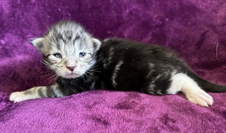 MaineCoonKittenDestinyEremeyaEmrysM1c.jpg