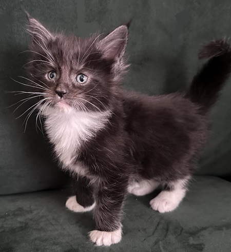 MaineCoonKittenEttinetteEmrys051524Fblackwhite1.jpg