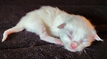 MaineCoonKittenMystiqueAkoniFAqua3.jpg