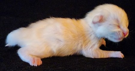 MaineCoonKittenMystiqueAkoniFPurple3.jpg