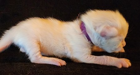 MaineCoonKittenMystiqueAkoniFPurple4.jpg