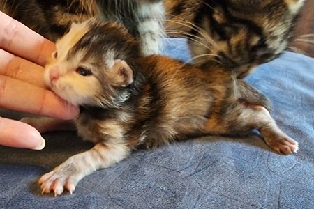 MaineCoonKittenTilleyAkoni071324FTorbie2.jpg