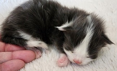 MaineCoonKittenZivaRauchen01_27_27MBlue4.jpg