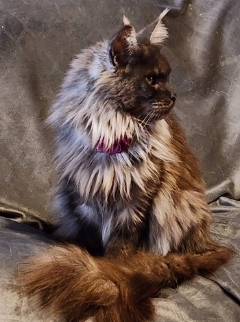 MaineCoonQueenTanzy1.jpg