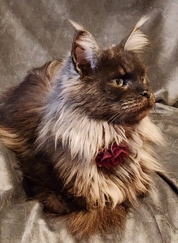 MaineCoonQueenTanzy2.jpg