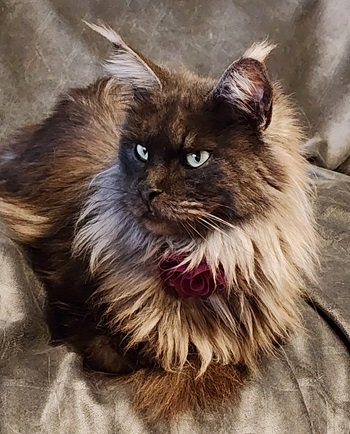 MaineCoonQueenTanzy3.jpg