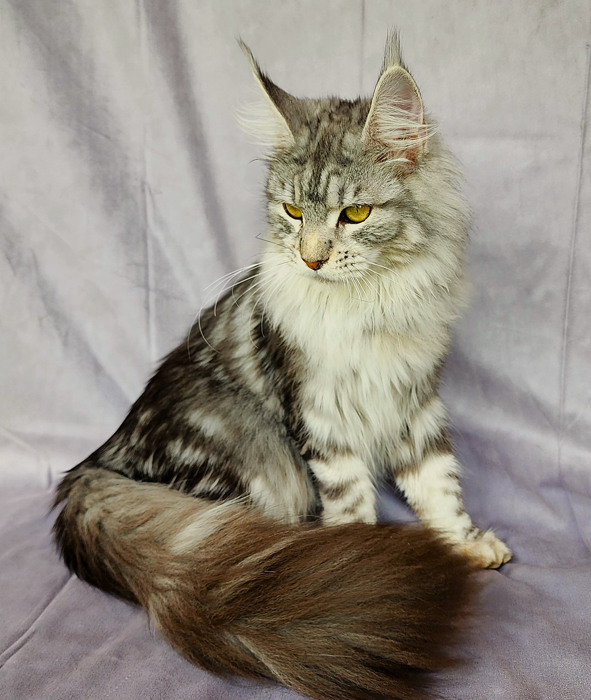 Mainecoon_Queen_Evanstar10.jpg