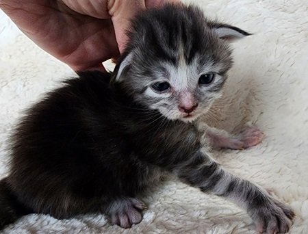 MainecoonkittensEvanstarAkoniMREdOrange2.jpg