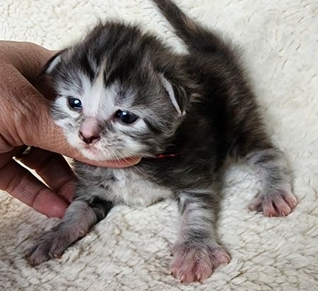 MainecoonkittensEvanstarAkoniMREdOrange3.jpg